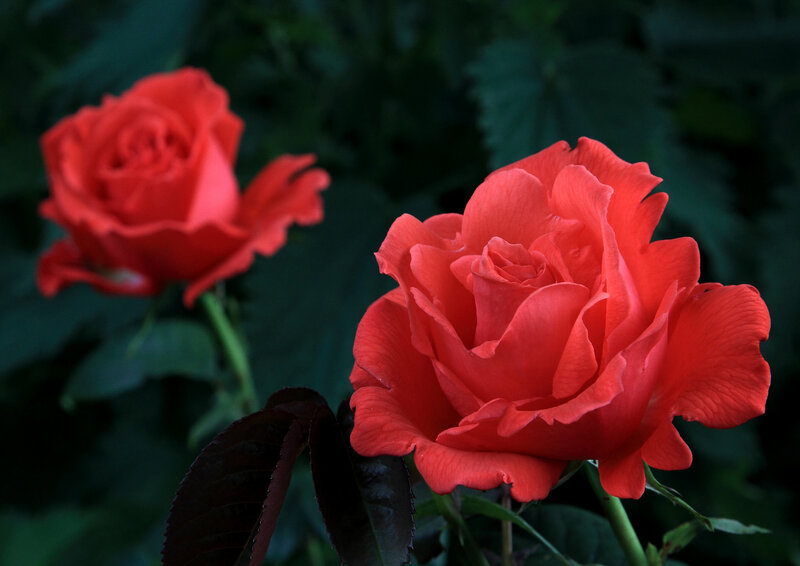 Two Red Roses — Dramatic, Night, Photograph, Leaves