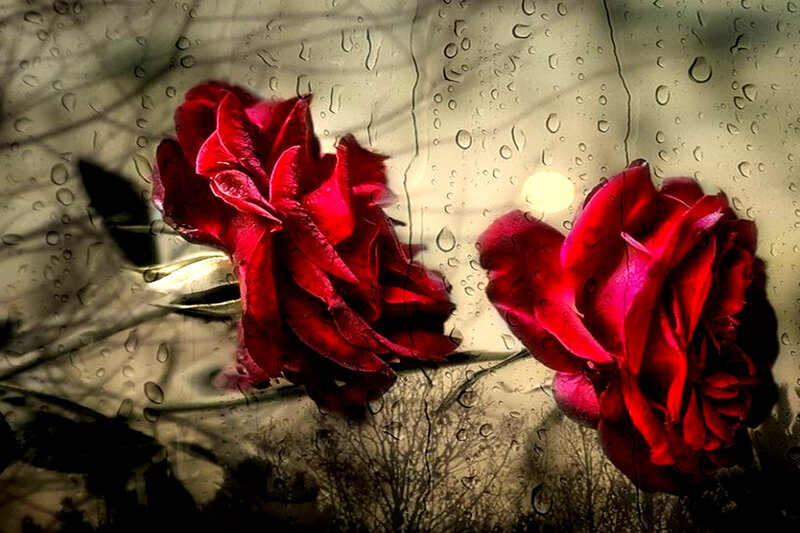 Two Red Roses — Dramatic, Night, Photograph, Raindrops