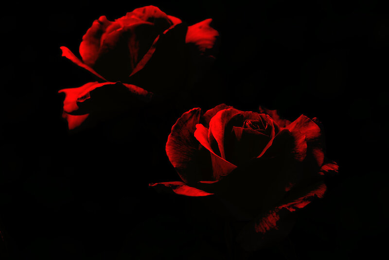 Two Red Roses — Dramatic, Night, Photograph