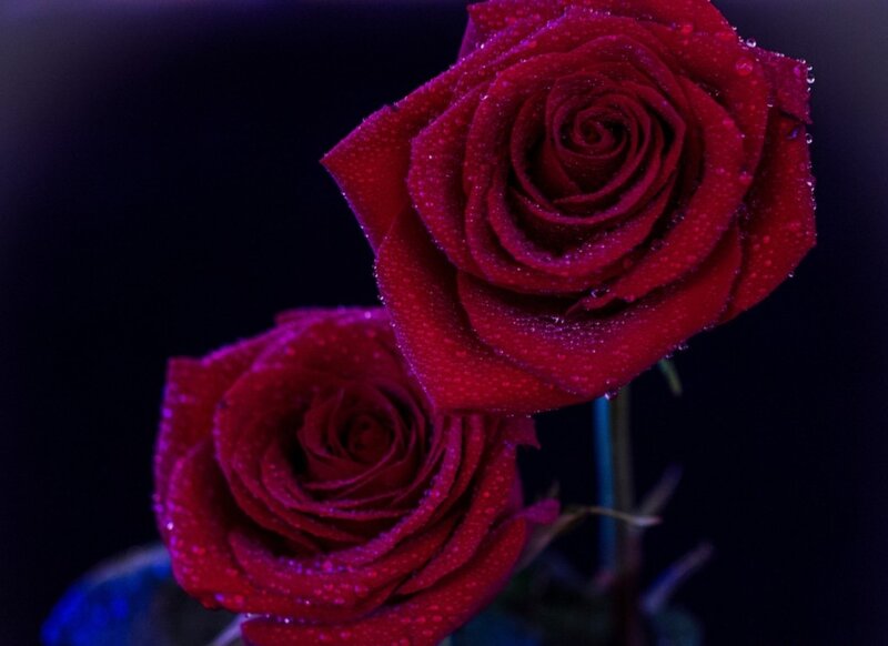 Two Red Roses — Dramatic, Night, Photograph, Water Droplets