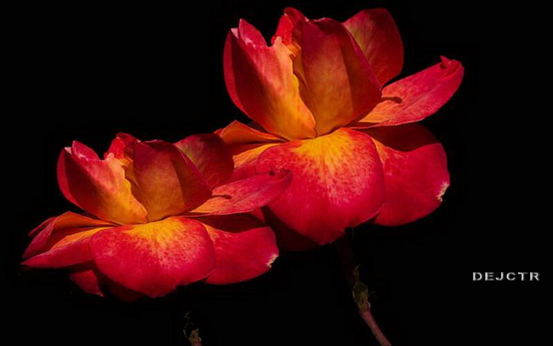 Two Red Roses — Dramatic, Photograph, Black Background