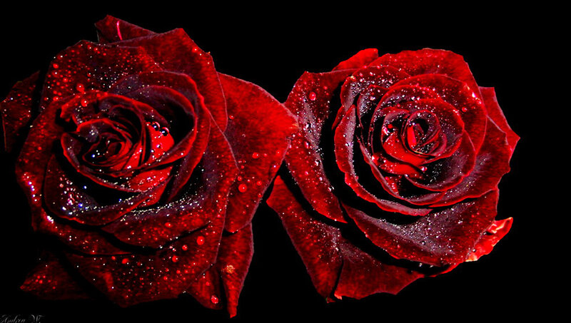 Two Red Roses — Dramatic, Photograph, Drops