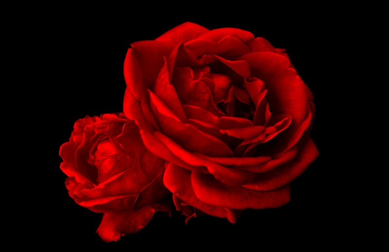 Two Red Roses — Dramatic, Photograph, Flowers