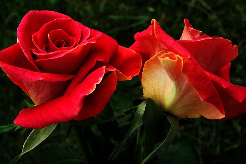 Two Red Roses — Dramatic, Photograph, Green Leaves, Bloom