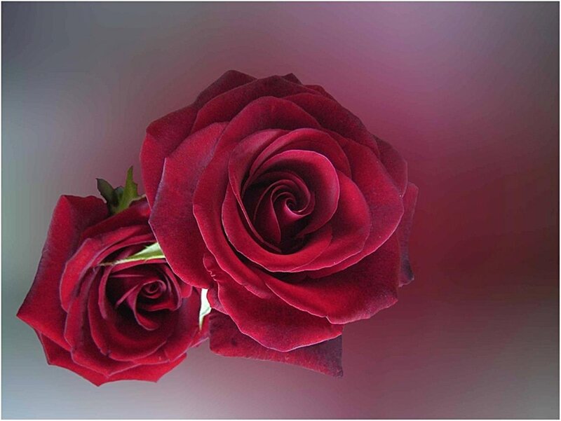 Two Red Roses — Dramatic, Photograph, Green Leaves