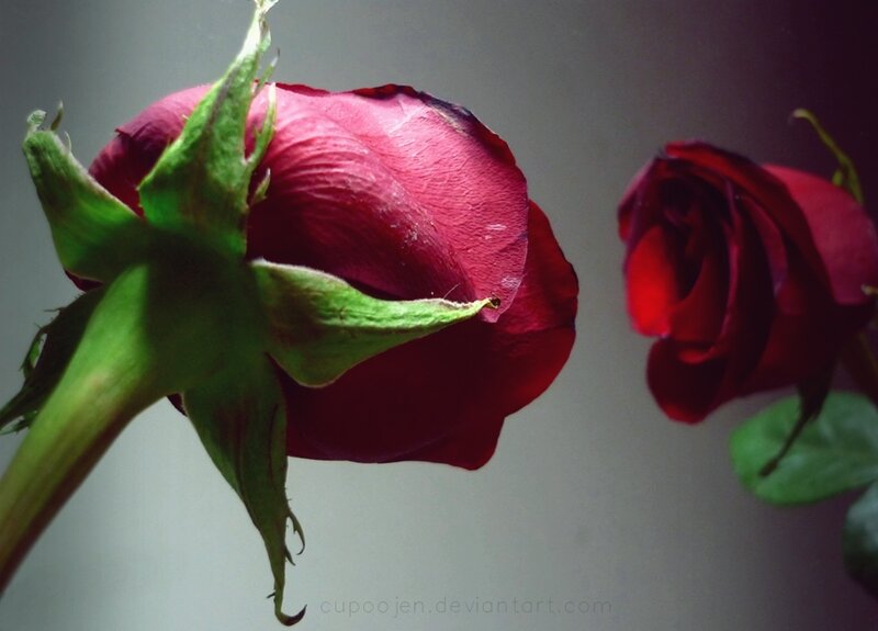 Two Red Roses — Dramatic, Photograph, Green Sepals