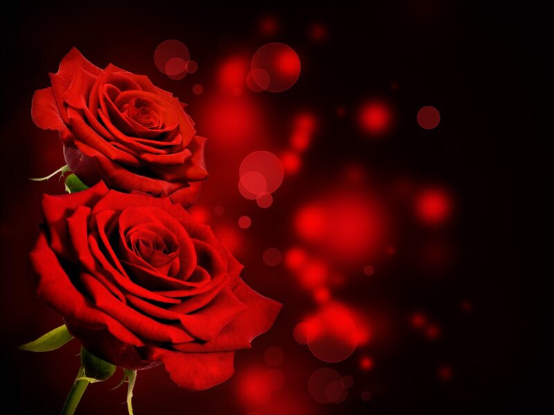 Two Red Roses — Dramatic, Photograph, Green Stems, Bokeh Lights