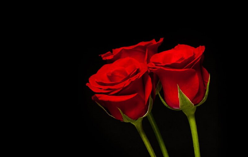 Two Red Roses — Dramatic, Photograph, Green Stems