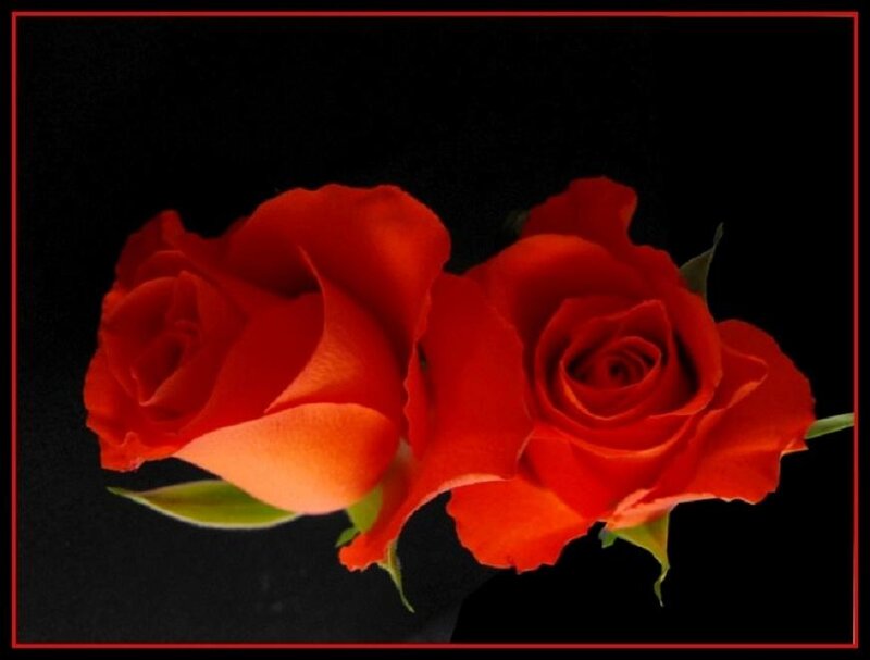 Two Red Roses — Dramatic, Photograph, Leaves, Black Background