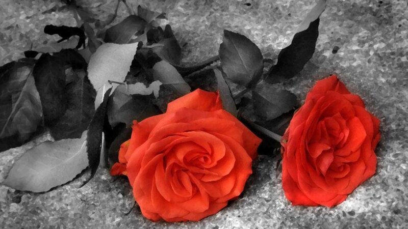 Two Red Roses — Dramatic, Photograph, Leaves, Ground