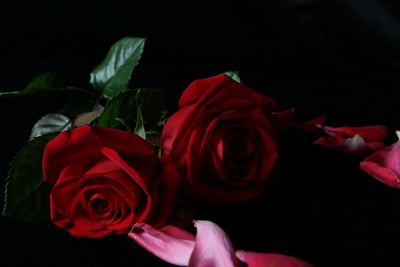 Two Red Roses — Dramatic, Photograph, Leaves, Petals
