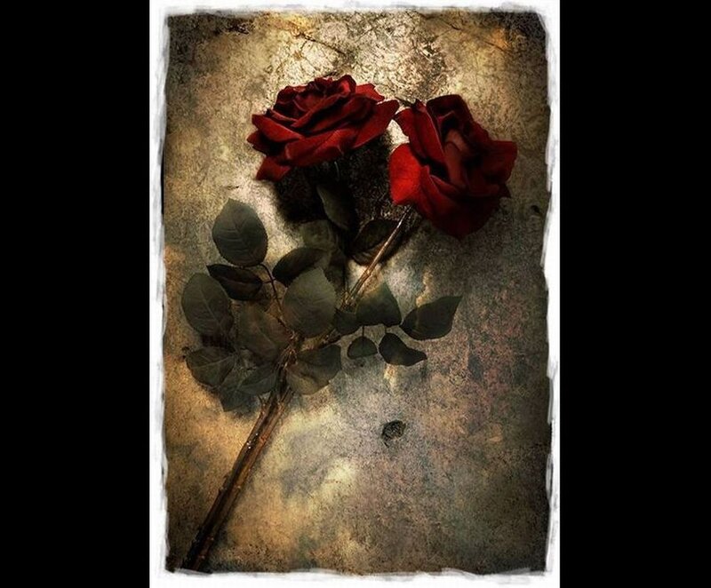 Two Red Roses — Dramatic, Photograph, Leaves