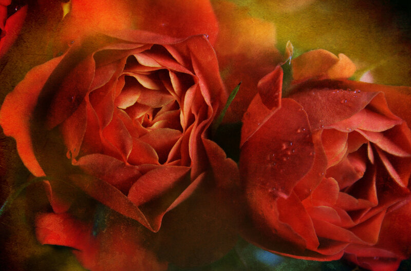 Two Red Roses — Dramatic, Photograph, Petals