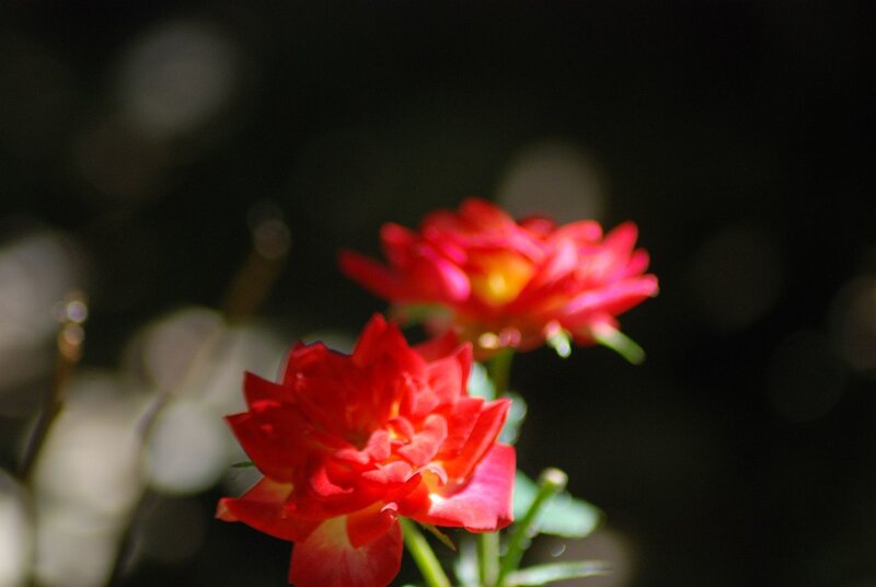 Two Red Roses — Dramatic, Photograph