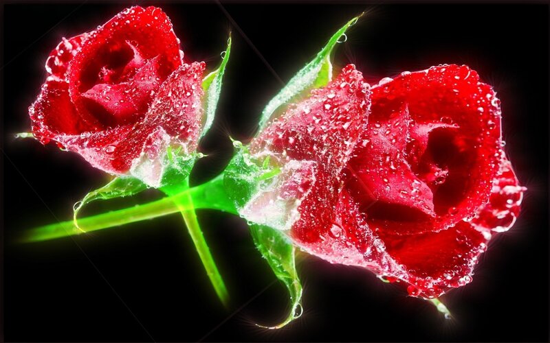 Two Red Roses — Dramatic, Photograph, Water Droplets, Green Stem