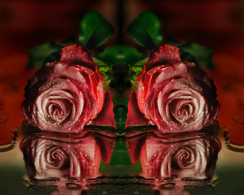 Two Red Roses — Dramatic, Photograph, Water Droplets, Reflection