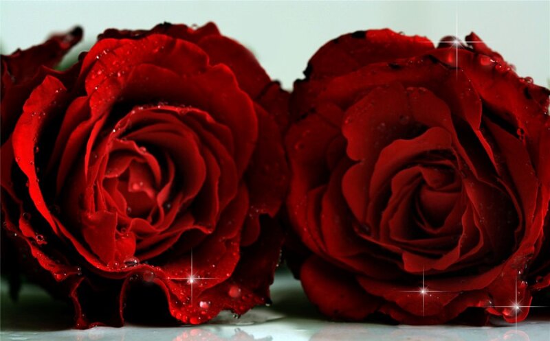 Two Red Roses — Dramatic, Photograph, Water Droplets, Sparkles