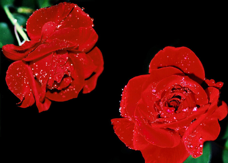 Two Red Roses — Dramatic, Photograph, Water Droplets