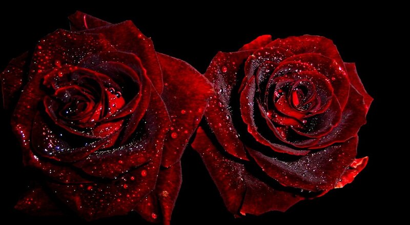 Two Red Roses — Dramatic