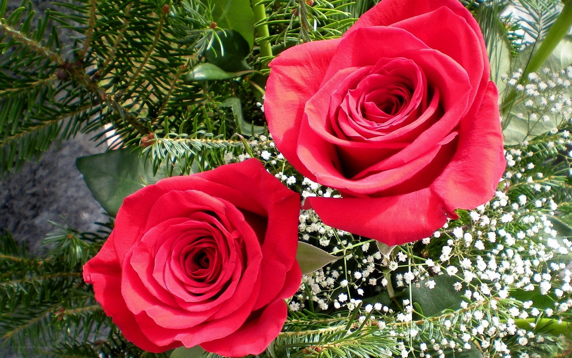 Two red roses in a bouquet