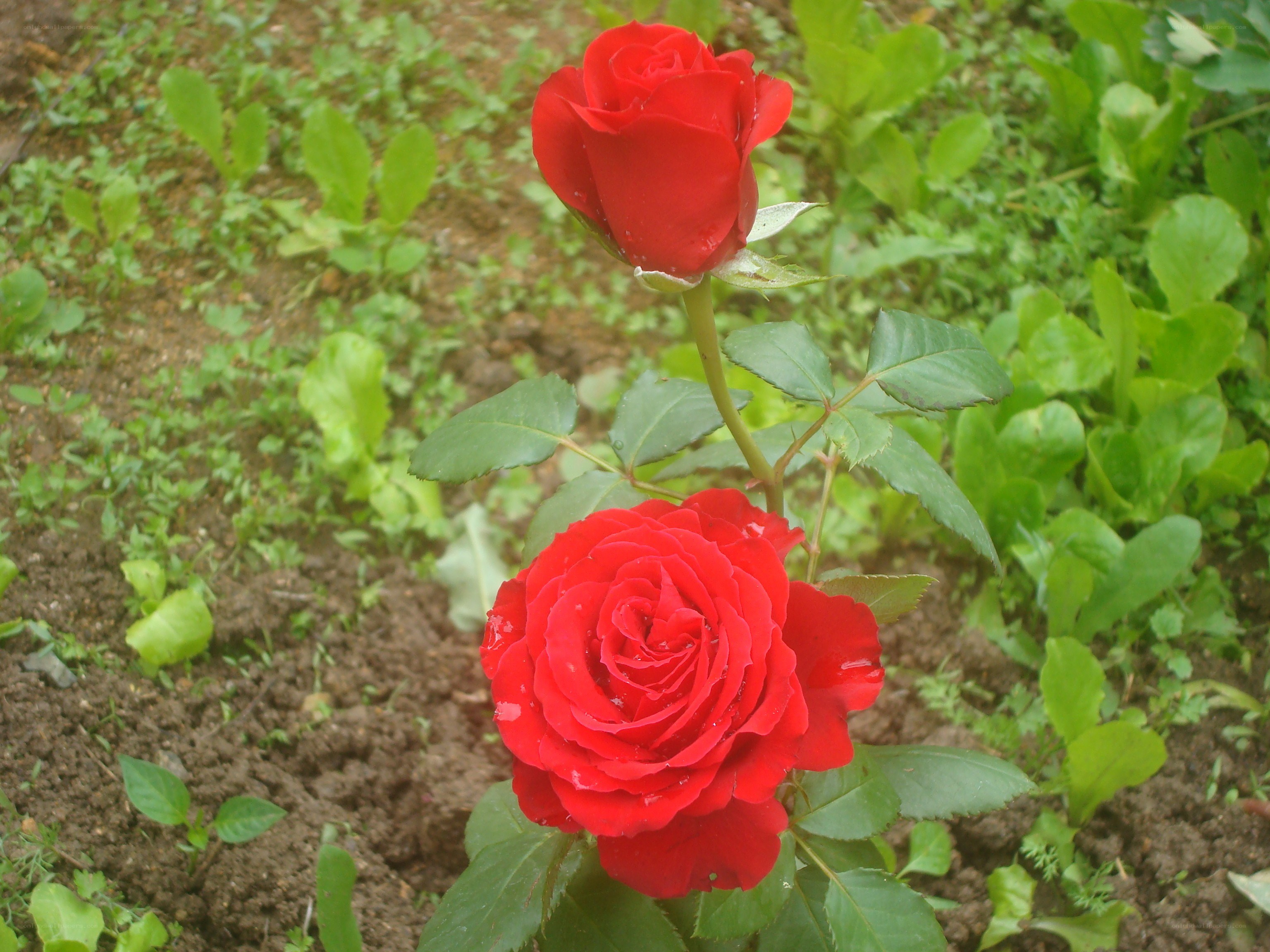 Two red roses in a garden