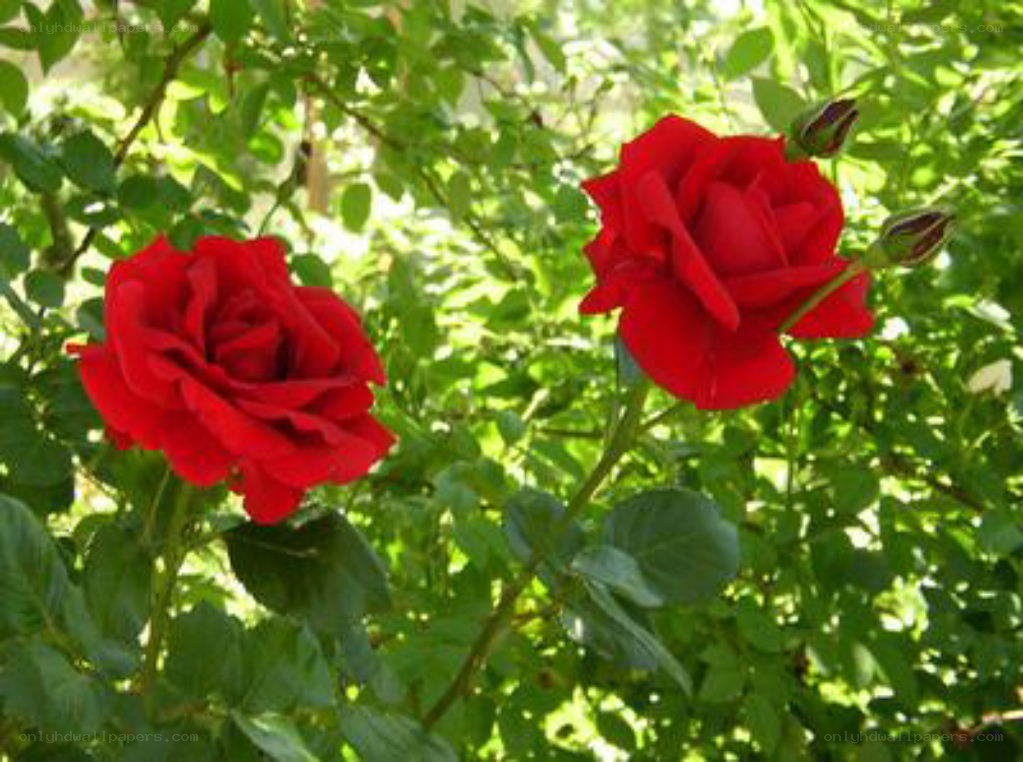 Two red roses in a garden