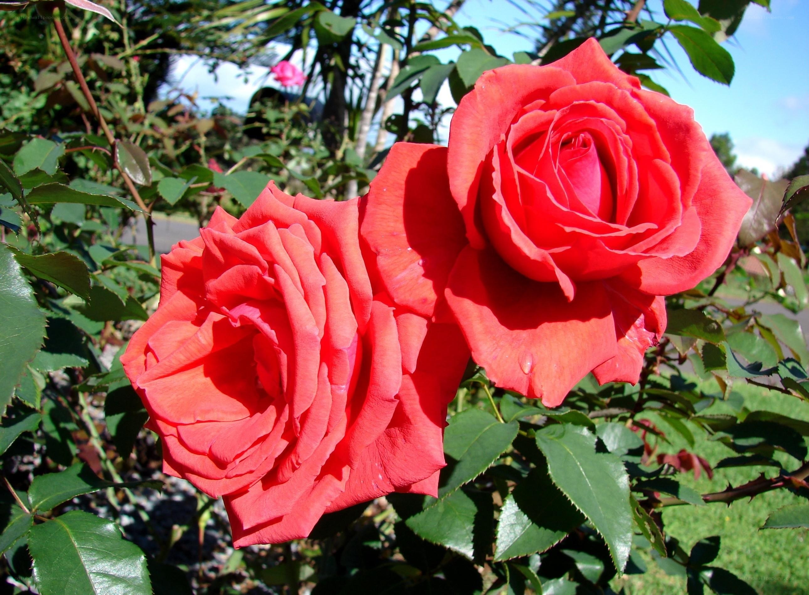 Two red roses in a garden