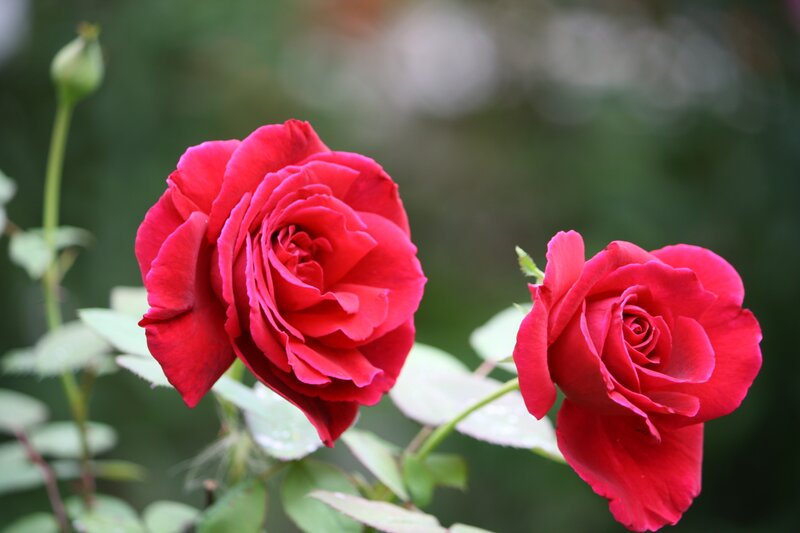 Two red roses in bloom