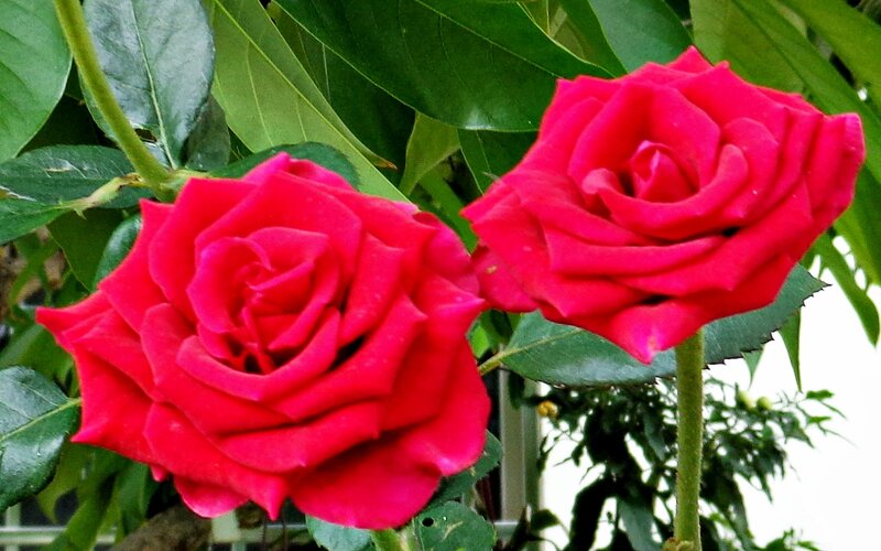 Two red roses in bloom
