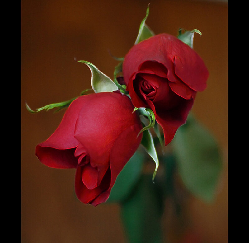 Two red roses in bloom