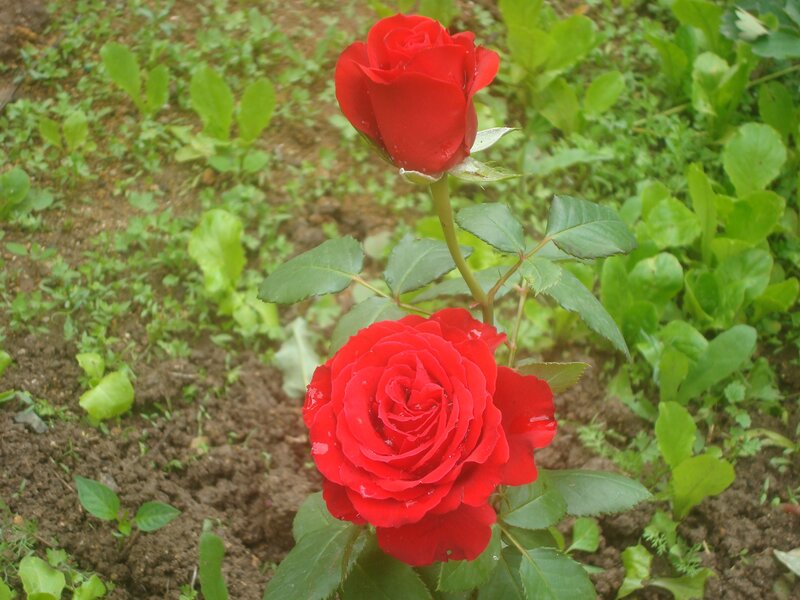 Two Red Roses in Garden — Calm