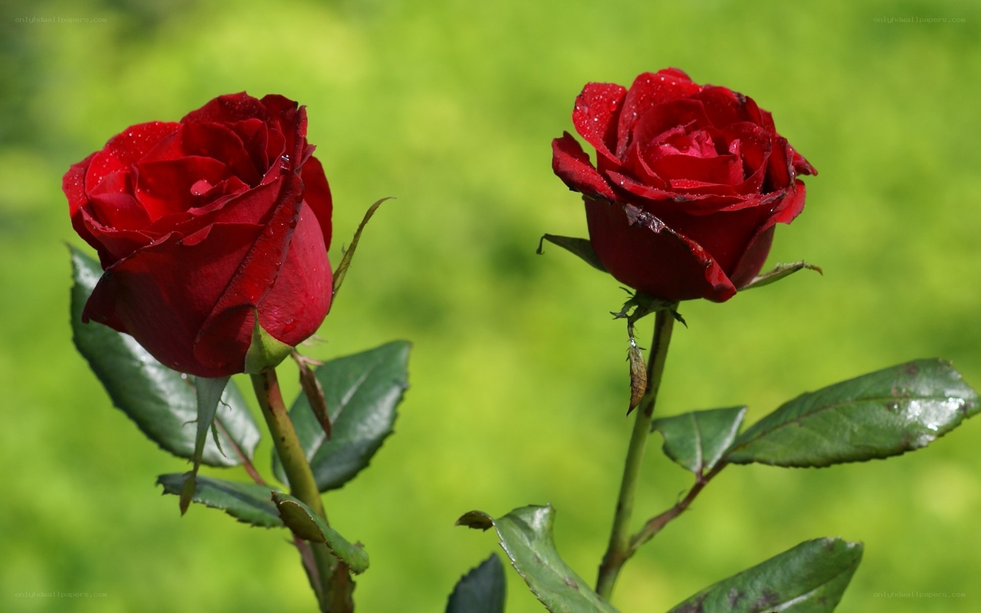 Two red roses in garden