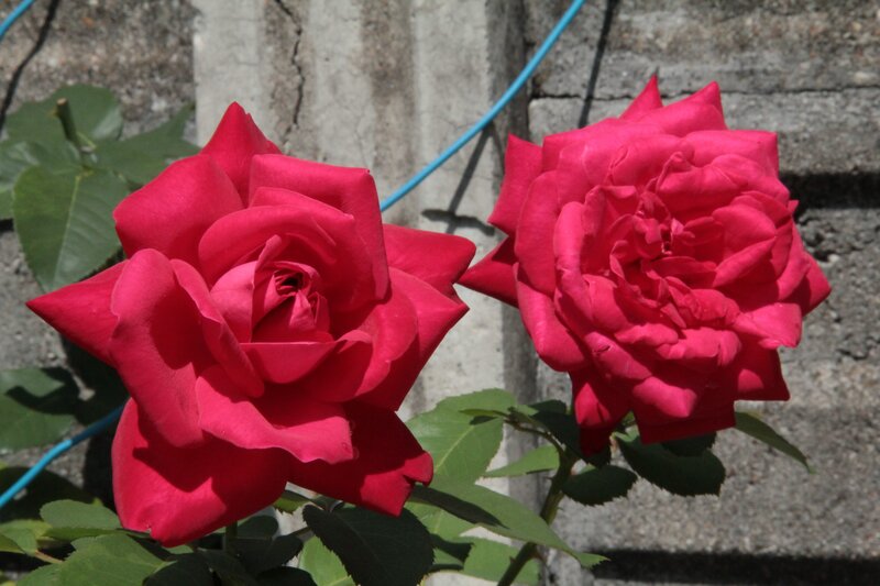 Two red roses in sunlight