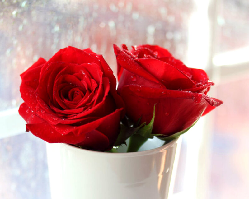 Two Red Roses in Vase — Calm, Photograph