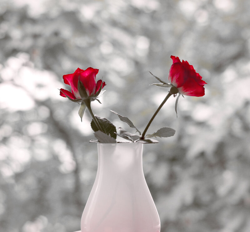 Two Red Roses in Vase — Serene