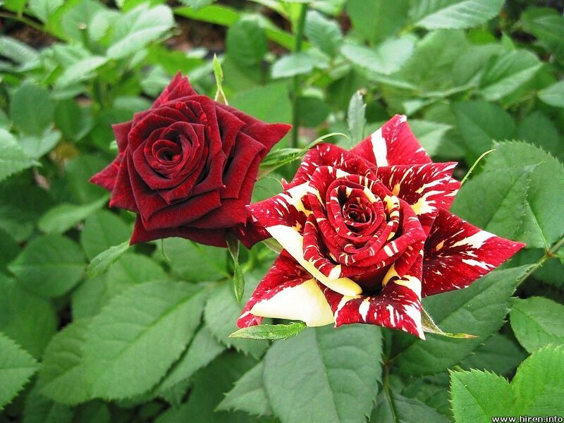 Two Red Roses — Natural