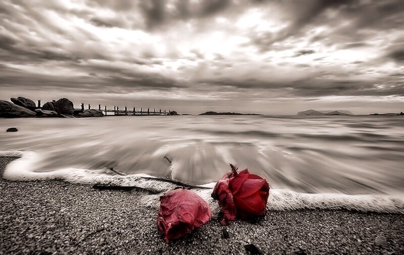 Two Red Roses on Beach