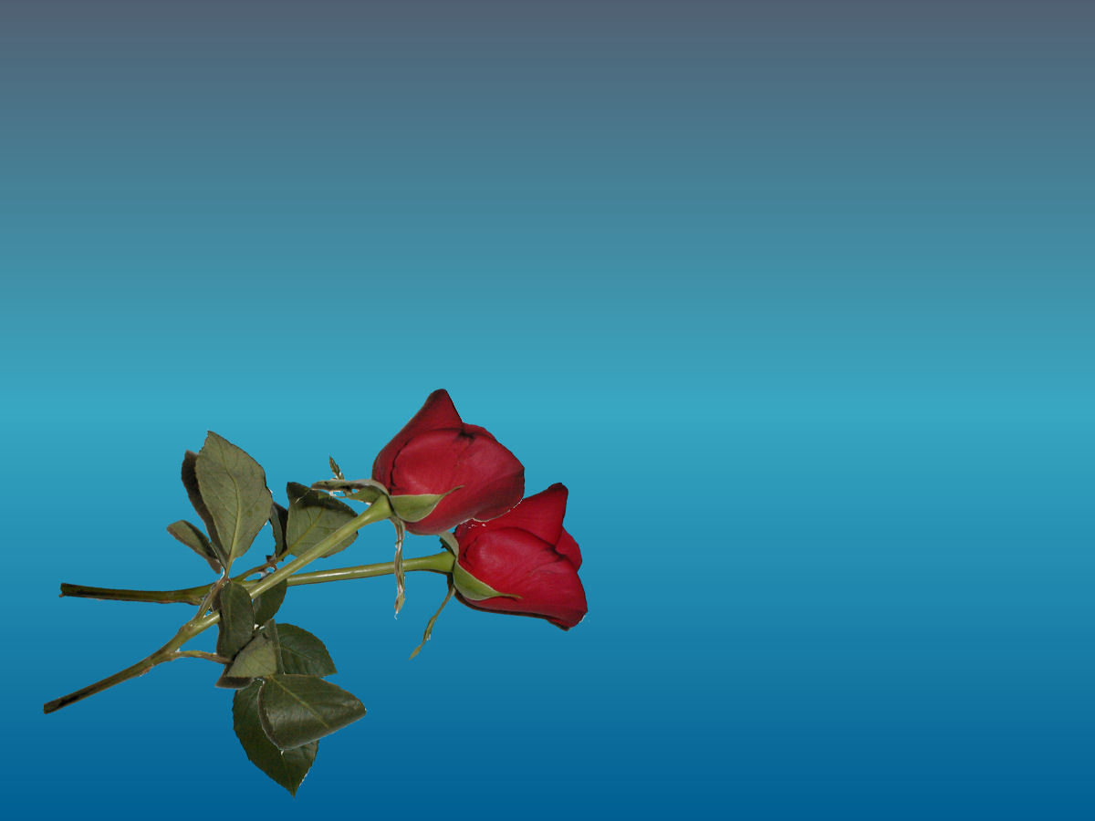 Two red roses on blue