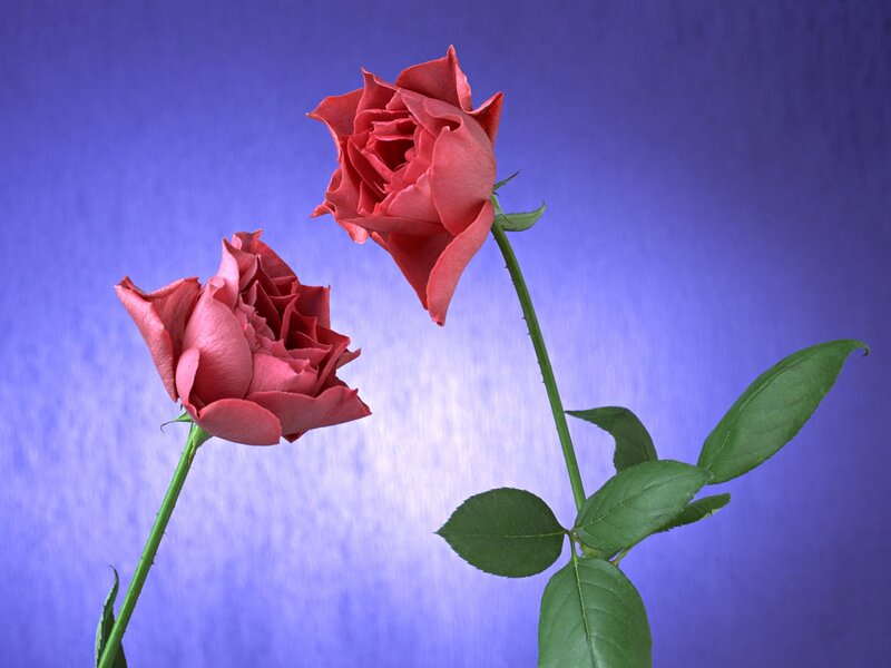Two red roses on blue
