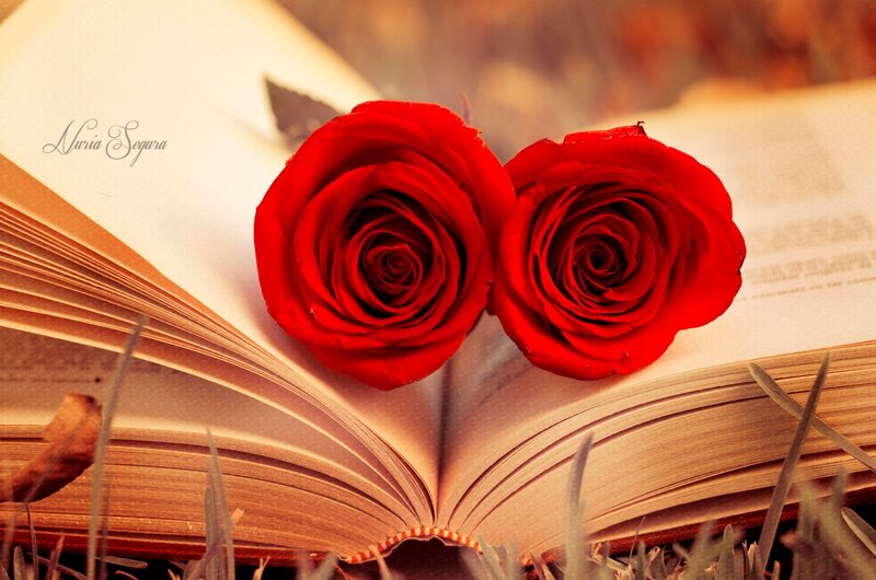 Two Red Roses on Book