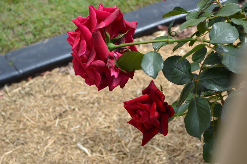 Two Red Roses on Bush — Calm