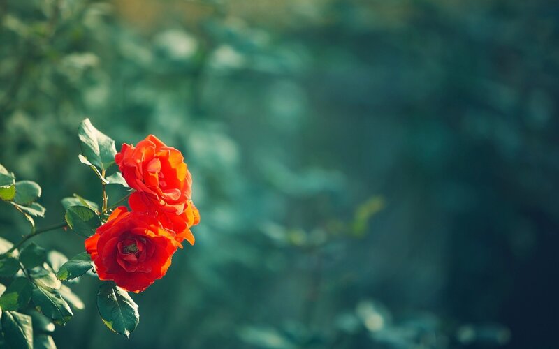Two Red Roses on Bush — Serene