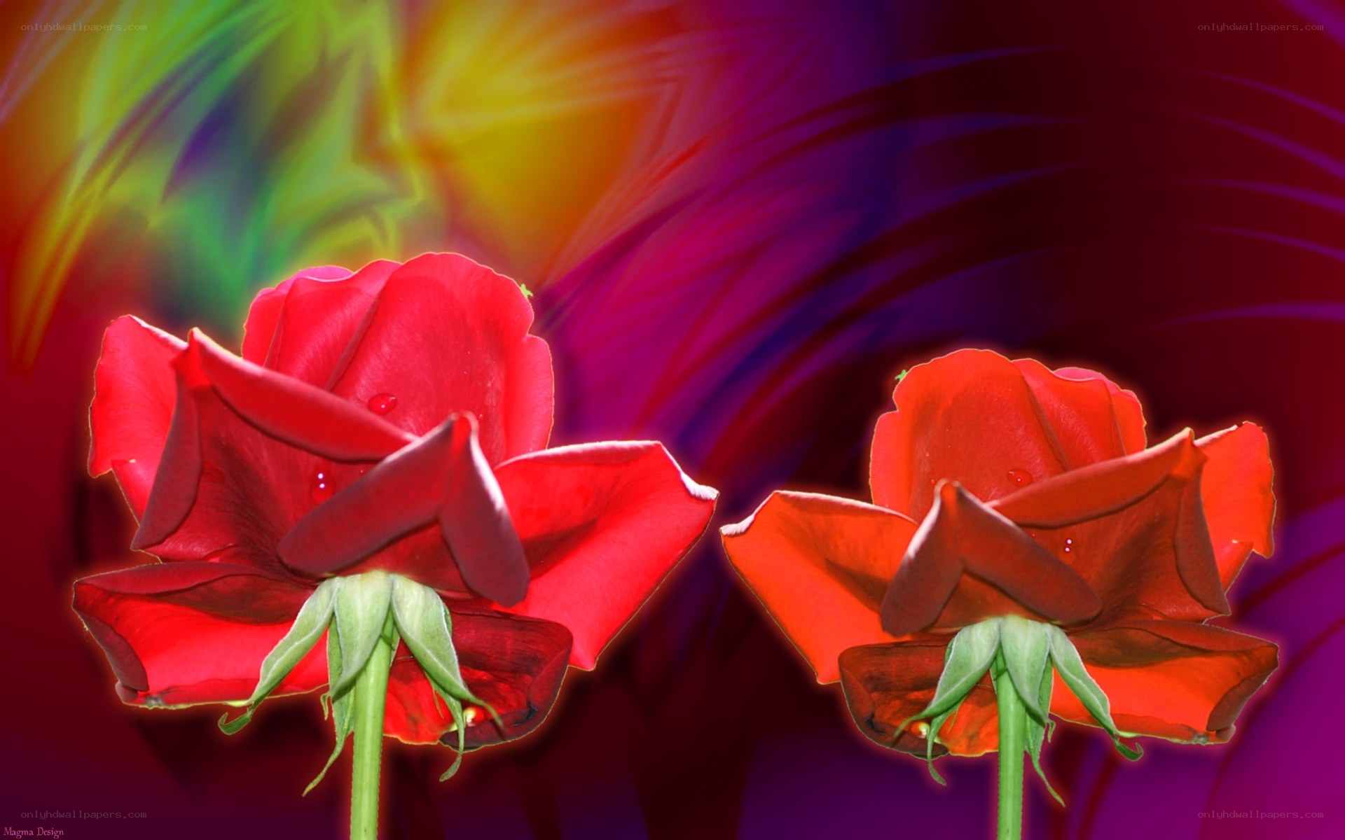 Two red roses on colorful background