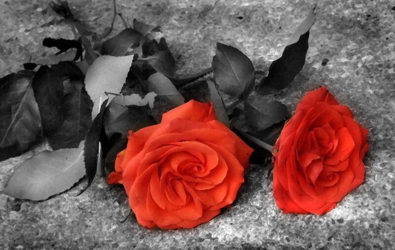 Two Red Roses on Ground