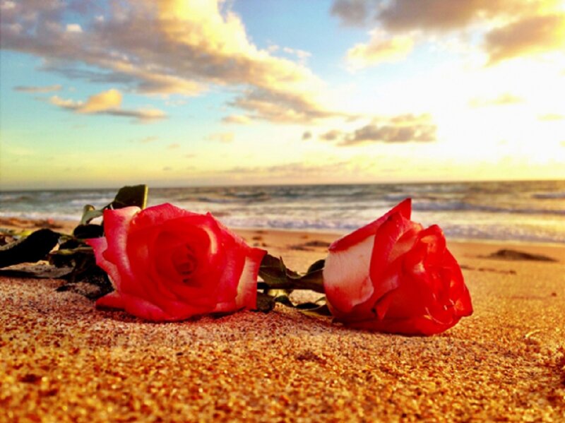 Two Red Roses on Sand