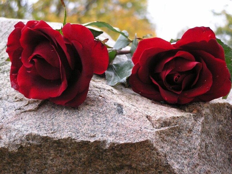 Two Red Roses on Stone