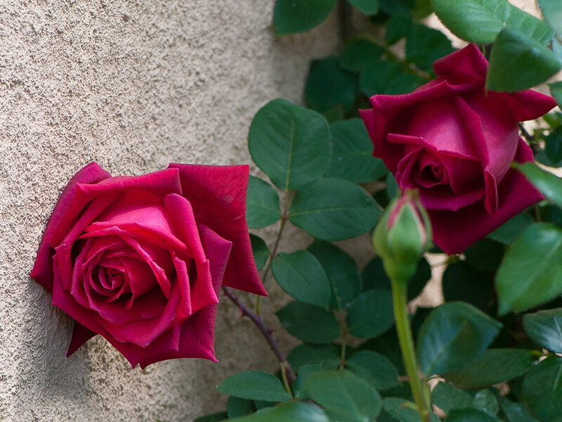 Two Red Roses on Wall