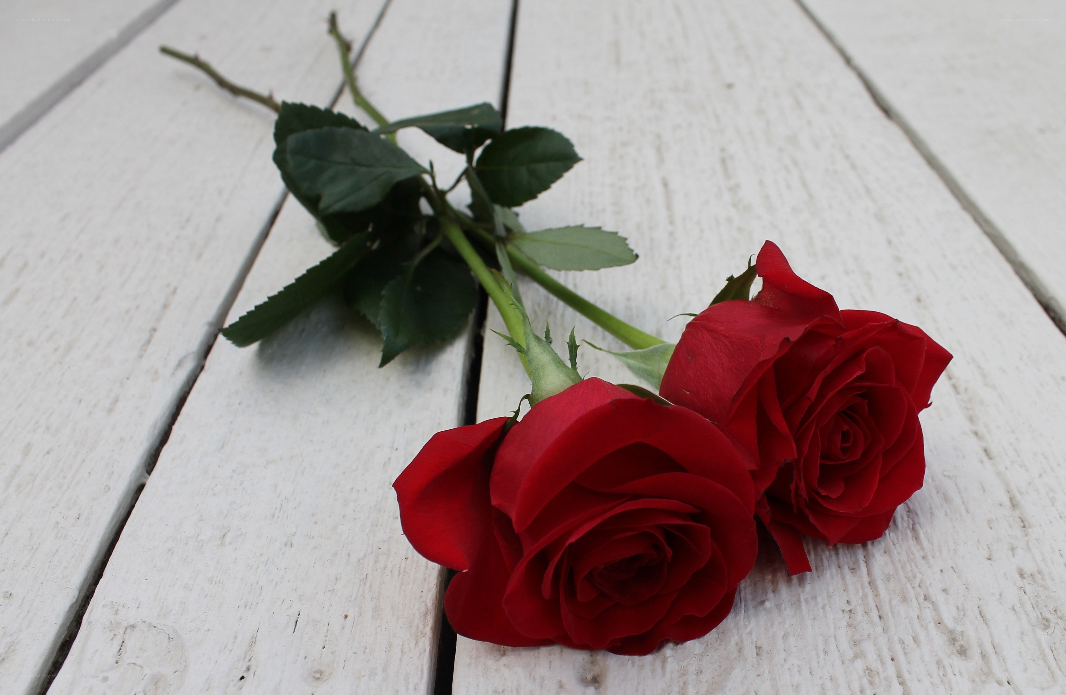 Two red roses on white wood