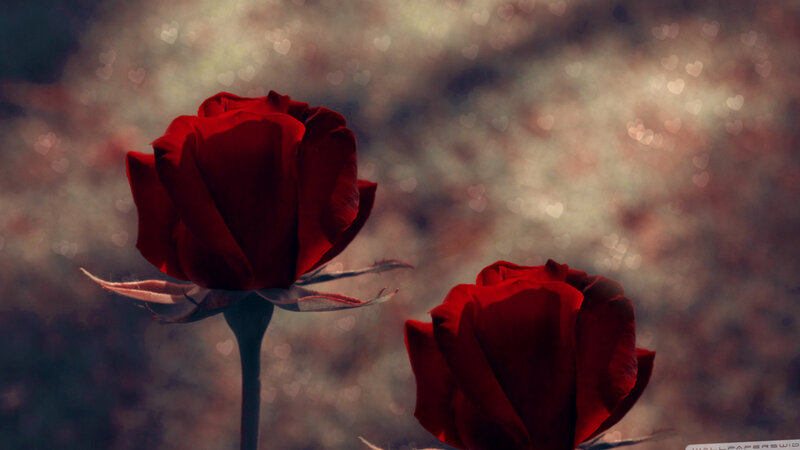 Two Red Roses — Romantic, Photograph, Heart-shaped Bokeh