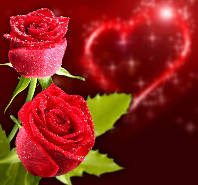 Two Red Roses — Romantic, Photograph, Heart